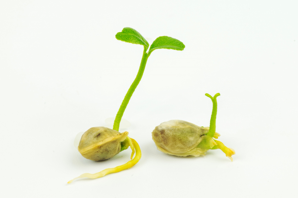 Seed Booster (Soil Conditioner)