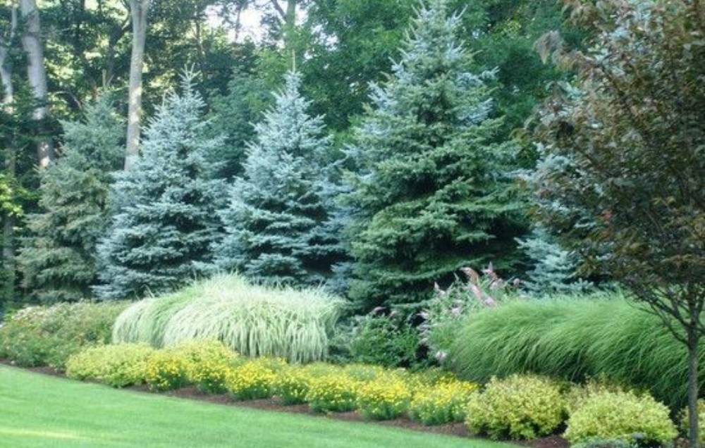 Seaweed Kelp (Launching August 2025)